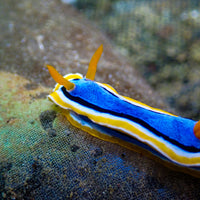 Magnificent Tricolor Sea Slug Nudibranch