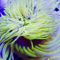 Neon Midori Tube Anemone
