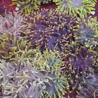 Assorted Rainbow Long Tentacle Anemones (3 Anemones)