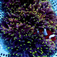 CA Purple Flash Anemone