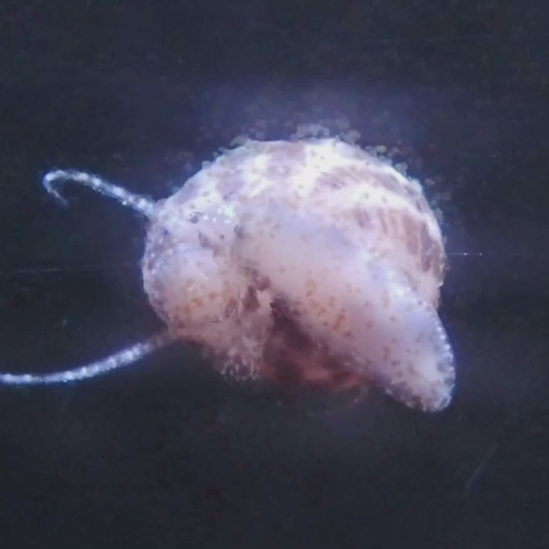 Mini Turbo Collonista Snails (Self-Reproducing)
