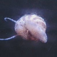 Mini Turbo Collonista Snails (pack of 5)