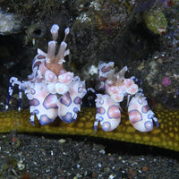 Harlequin Shrimp