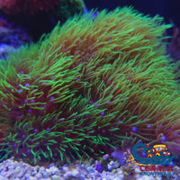 Green Star Polyp Soft Coral