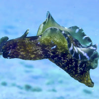 Winged Sea Hare (Algae Eater)