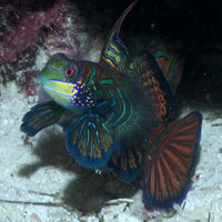Green Mandarin Dragonet Goby