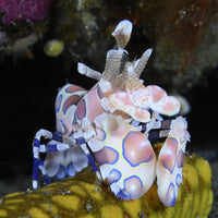 Harlequin Shrimp