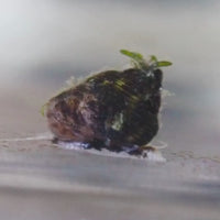 Mini Turbo Collonista Snails (pack of 5)