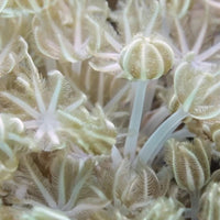 CA White Tower Pulsing Xenia