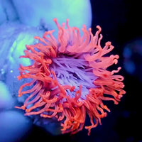 Orange Blaze Pink Tube Anemone
