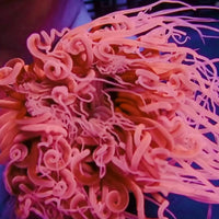 Neon Sherbet Pink Tube Anemone