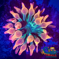 Rainbow Bubble Tip Anemone Bubbletipanemone