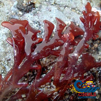 Red Galing Algae (Rhodophyta Sp.) (S8) Macroalgae