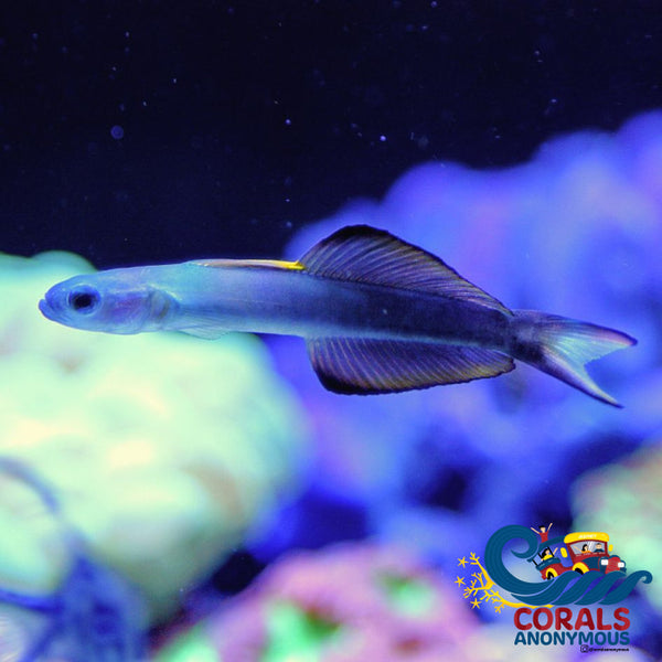 Scissortail Goby Fish