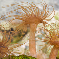 Aiptasia (Berghia Nudibranch Breeding)