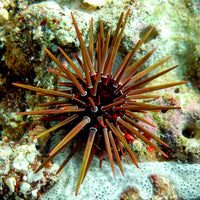 Brown Rock-Boring Urchin - Corals Anonymous