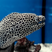 Tessalata Eel (10-13") - Corals Anonymous