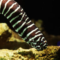 WYSIWYG Behemoth Zebra Moray Eel (20-25") - Corals Anonymous