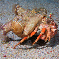 Anemone Hermit Crab (0.75-1") - Corals Anonymous