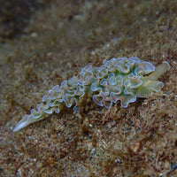 Lettuce Sea Slug - Corals Anonymous