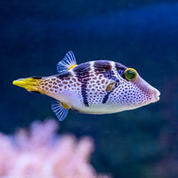 Valentini Puffer Fish - Corals Anonymous