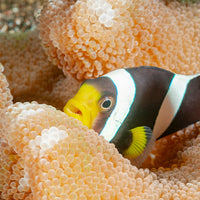 Black Saddleback Clownfish - Corals Anonymous