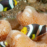 Black Saddleback Clownfish - Corals Anonymous