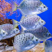 Saltwater Silver Spotted Scat (Algae/Aiptasia eater) - Corals Anonymous