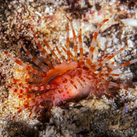 Fragile File Clam - Corals Anonymous