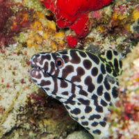 Tessalata Eel (10-13") - Corals Anonymous