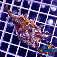 Spider Conch Snail (Lambis Lambis) Snail
