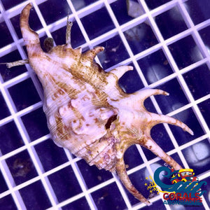 Spider Conch Snail (Lambis Lambis) Snail