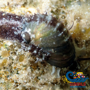 Stomatella Snail (Algae Eater) Snail