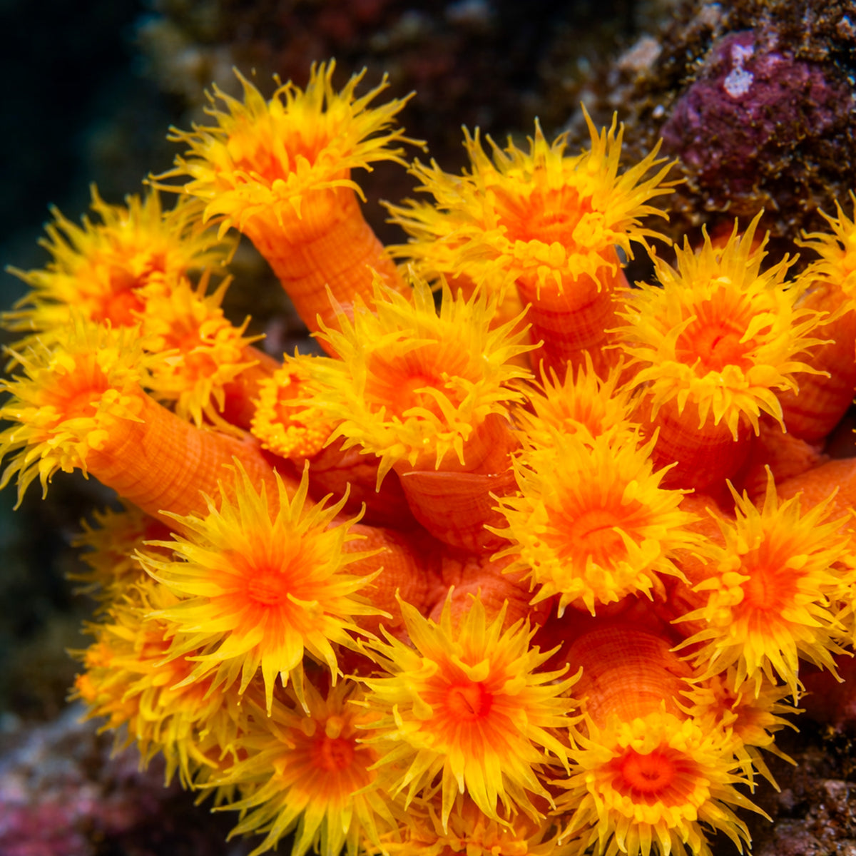 Red Sun Coral | Corals Anonymous