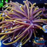 Indo Gold Torch - Corals Anonymous