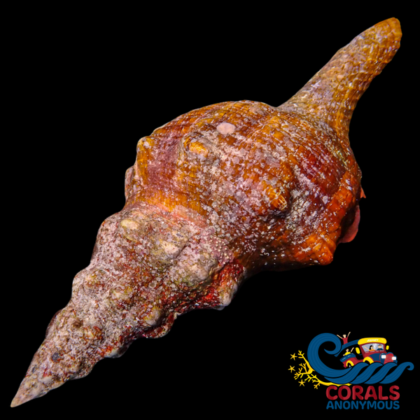Size Wysiwyg Giant Horse Conch Snail (7-8’) Snail