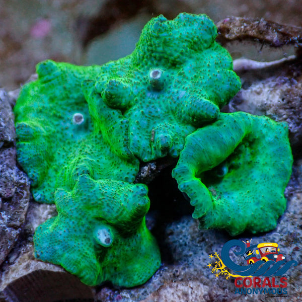 Wysiwyg Metallic Emerald Green Discosoma Mushroom Colony (4 Polyps) Discosoma
