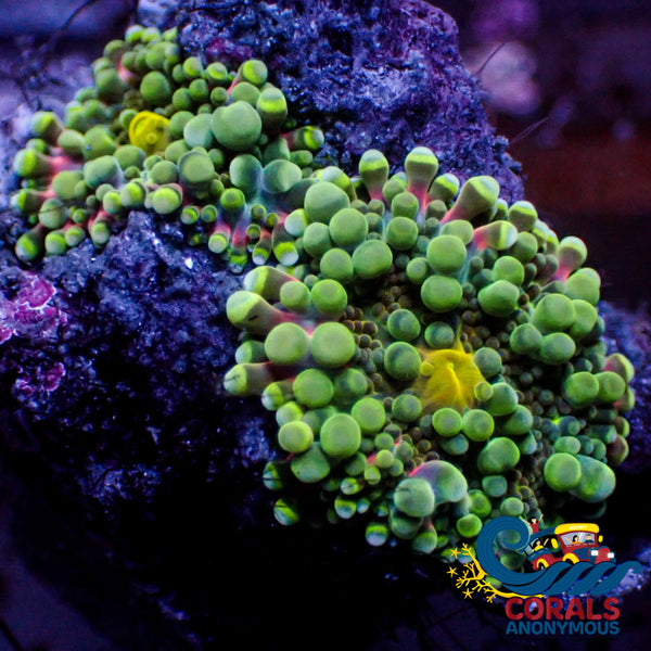Wysiwyg Neon Green Yuma Mushroom Combo (2 Polyps)