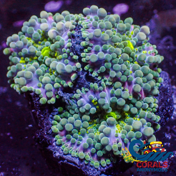 Wysiwyg Purple Green Yuma Mushroom Colony (3 Polyps) Yuma