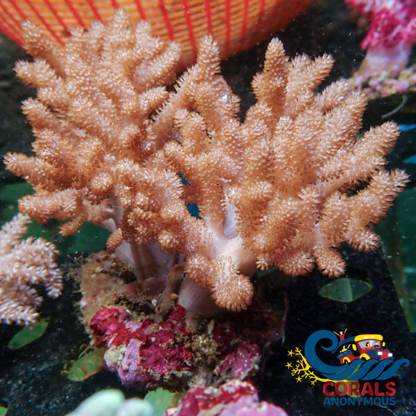 Wysiwyg Xl Cauliflower Colt Coral Mother Colony (4-5’) Softcoral