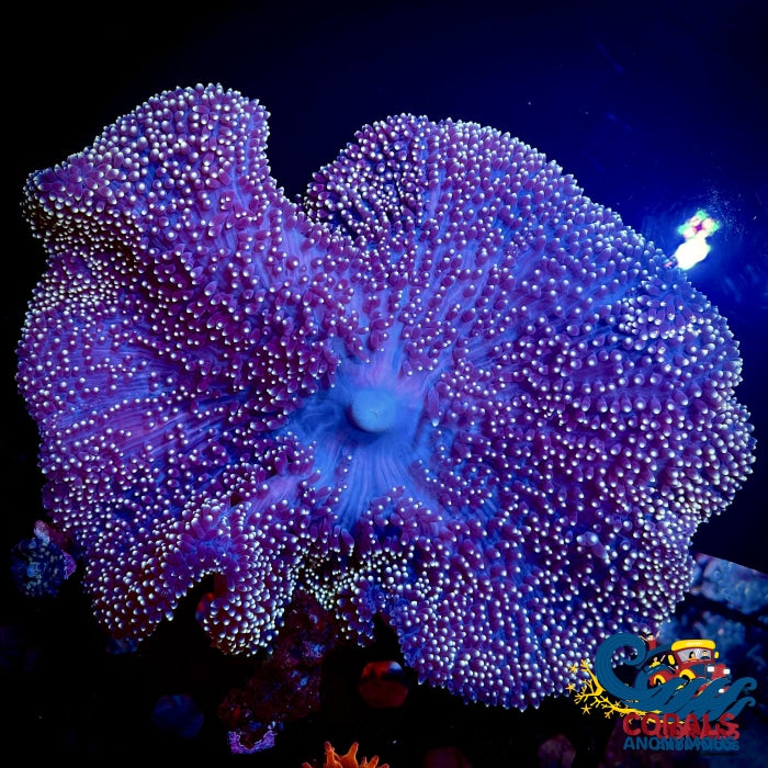 http://coralsanonymous.com/cdn/shop/files/yellow-tip-mertens-carpet-anemone-i15-173_1200x1200.jpg?v=1700501211