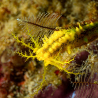Yellow Sea Cucumber - Corals Anonymous