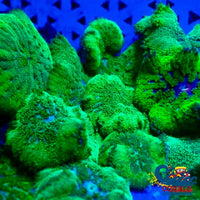 Neon Green Maxi Mini Carpet Anemone (Assorted 1-3) Carpetanemone