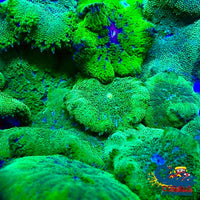 Neon Green Maxi Mini Carpet Anemone (Assorted 1-3) Carpetanemone