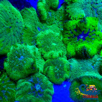 Neon Green Maxi Mini Carpet Anemone (Assorted 1-3) Carpetanemone