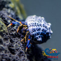 Blue Leg Reef Hermit Crab (Pack Of 10) Crab