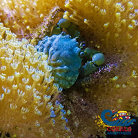 Emerald Crab (Pack Of 3) Crab