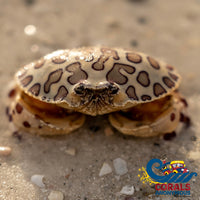 Calico Crab (3-4’) Crab