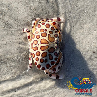 Calico Crab (3-4’) Crab