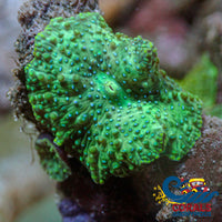 Teal Spotted Green Discosoma Mushroom Discosoma